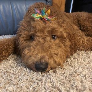 Meet your Posher, Lauren